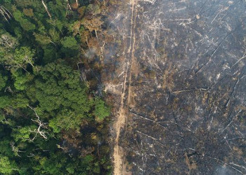 Fazendeiros jogam agrotóxico sobre Amazônia para acelerar desmatamento